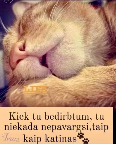 imusau.lt | parduodama Vyriška striukė